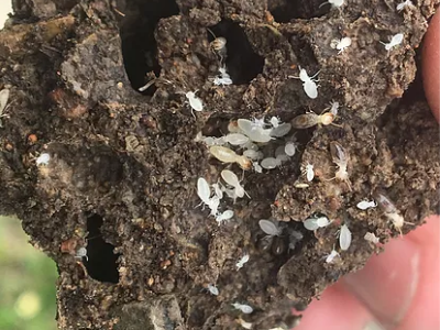Termites