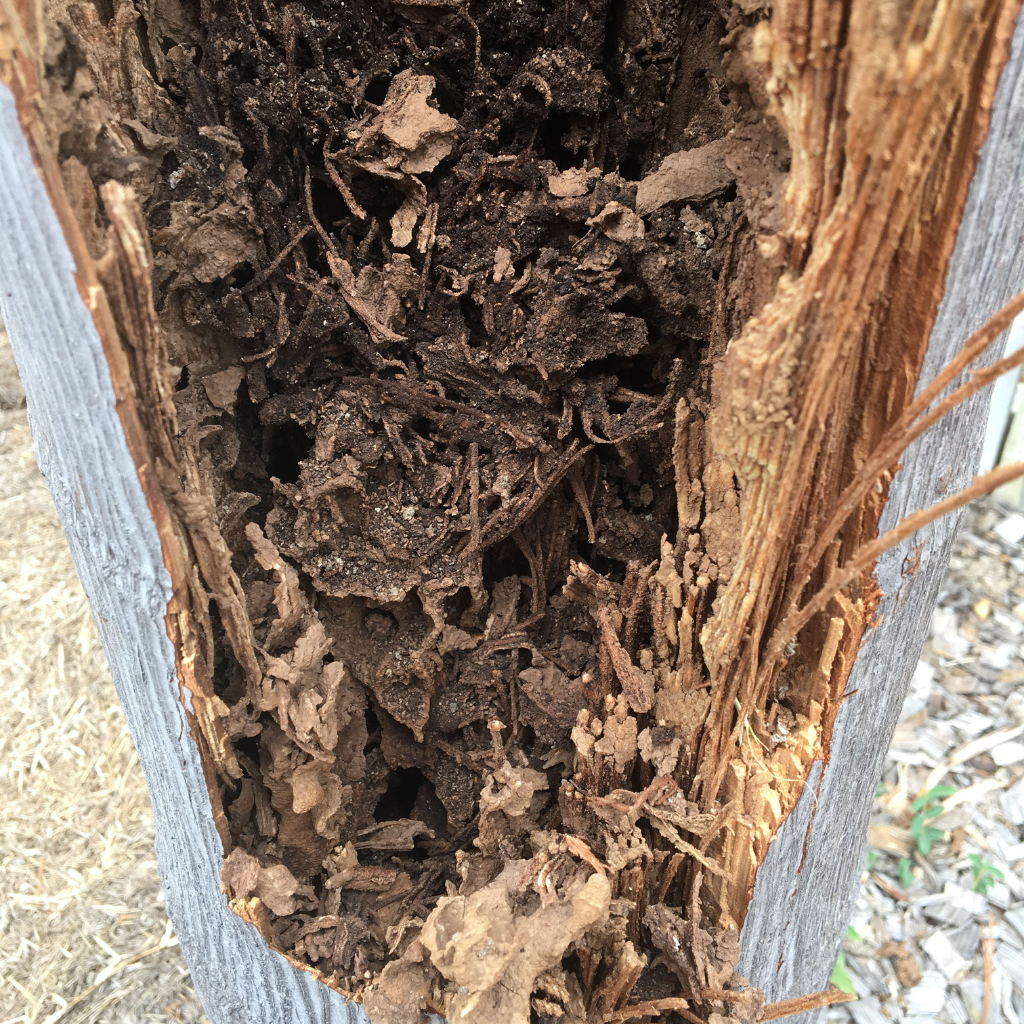 Termites