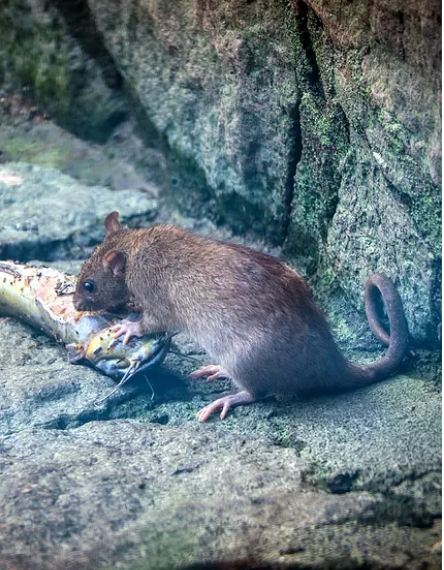 Rat exterminator