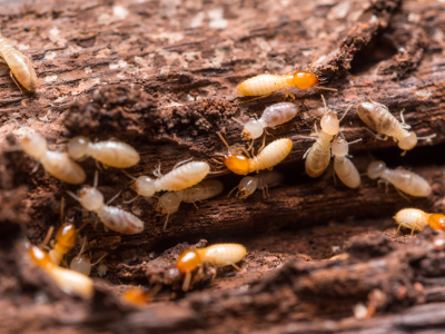 Termite