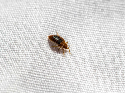 Bed bugs