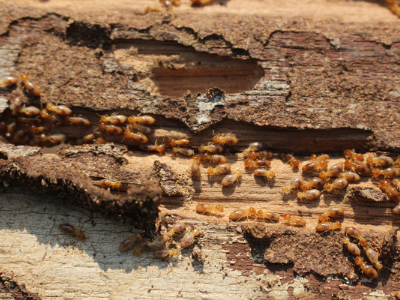 Termite barriers