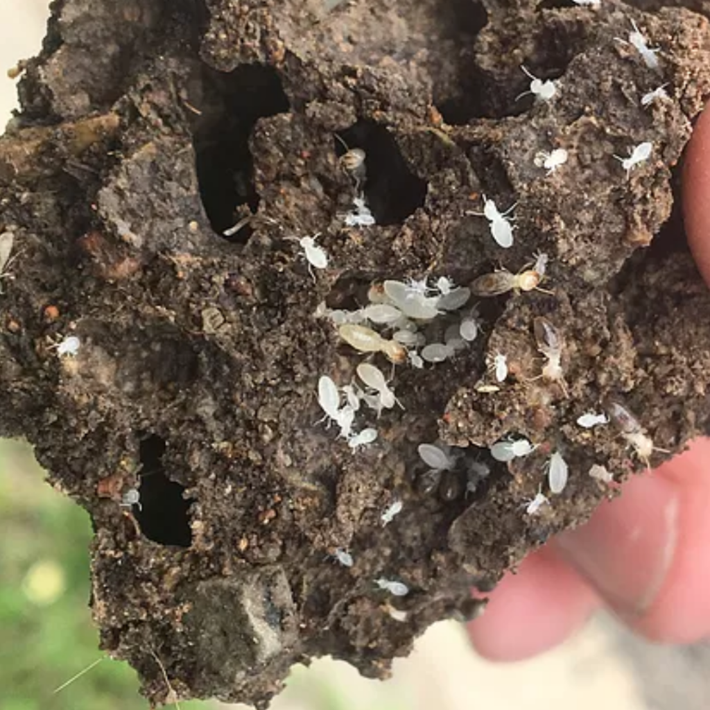 Termites