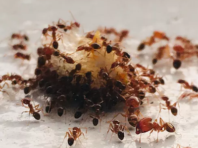 Ant control