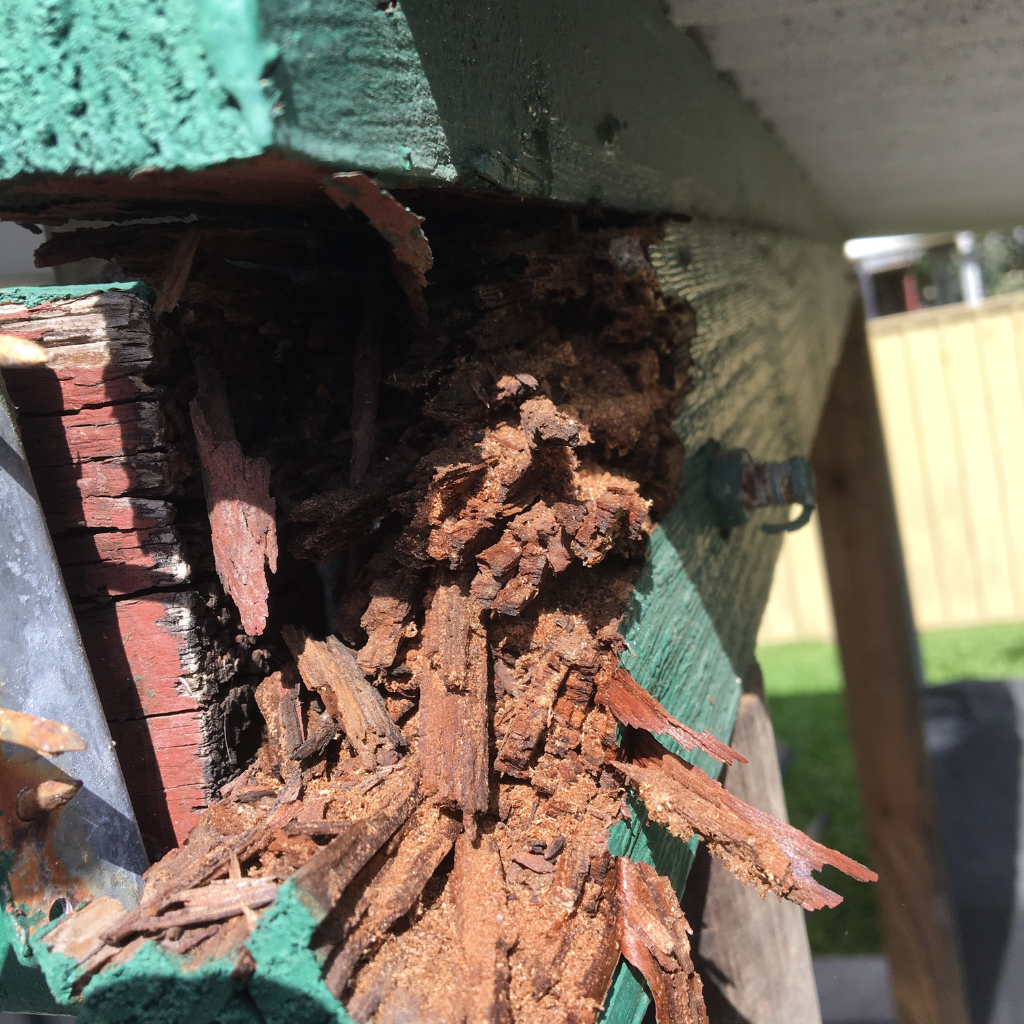 Termites