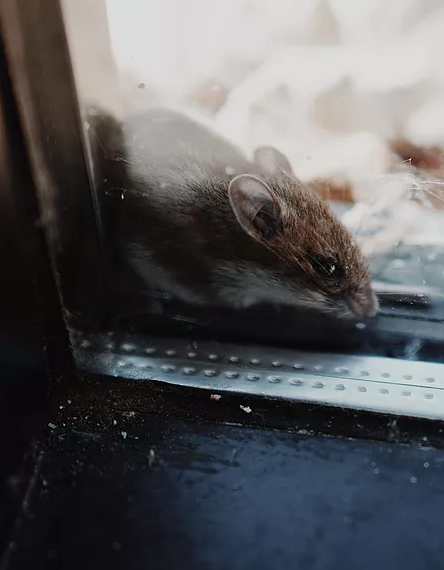 Rat exterminator