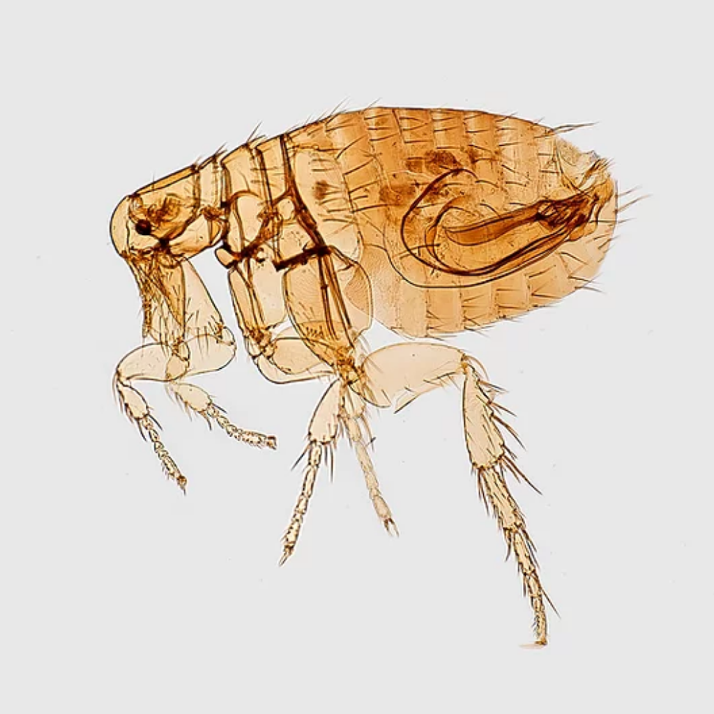 Flea Flea