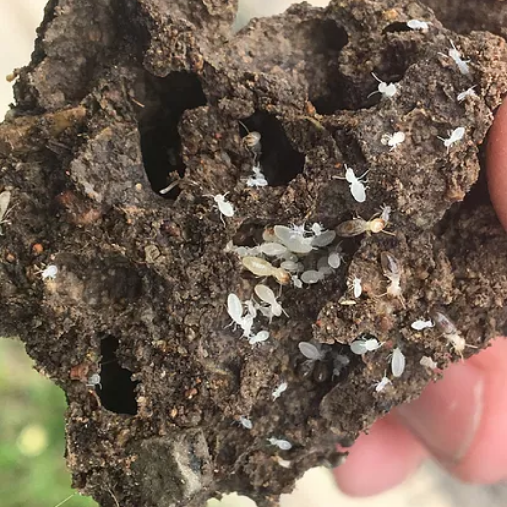 Termites