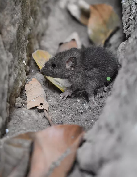 Rat exterminator