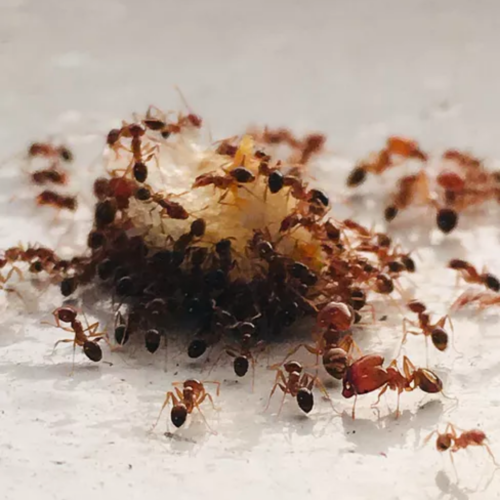 Ant Control Pest townsville ants outside