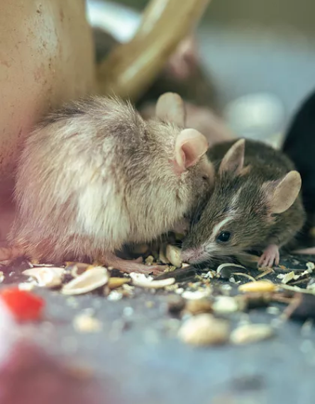 Rodent control