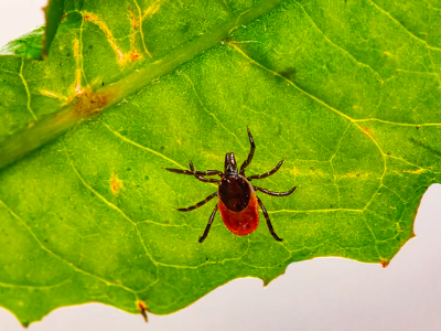 Tick