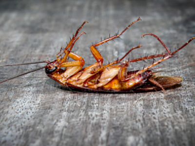 Cockroaches