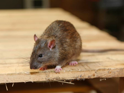 Rodent control