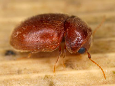 Tobacco Beetles