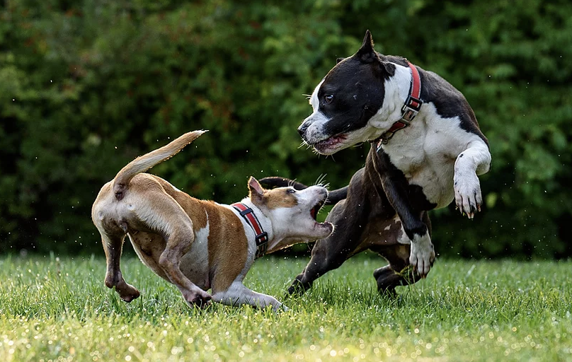 Dogs playing