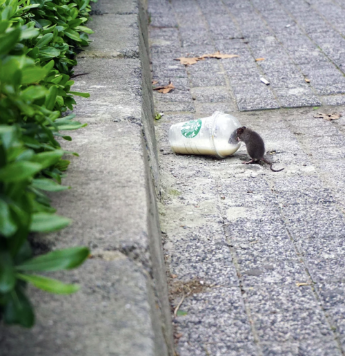 Rodent control Rat exterminator