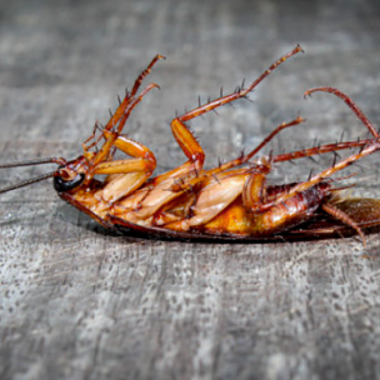 Cockroach