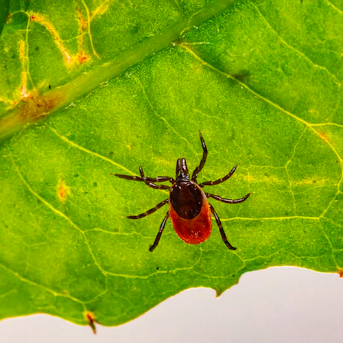 Tick
