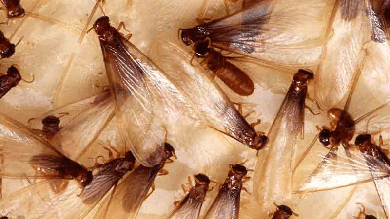 Alate Termites