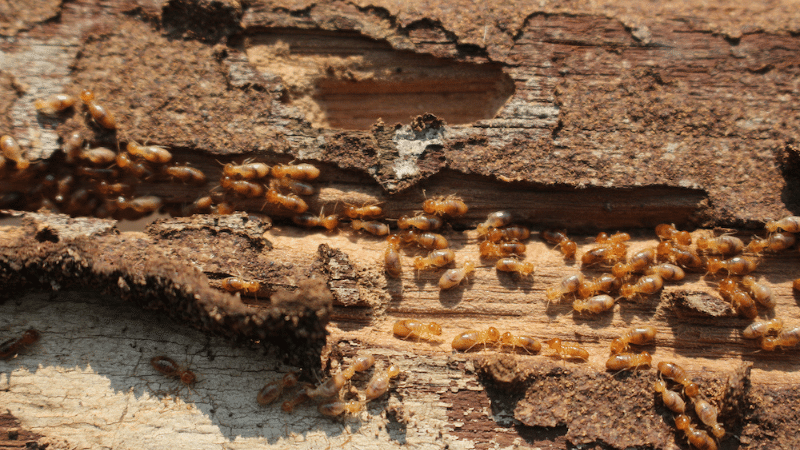 Termites - Termite Specialist in Townsville