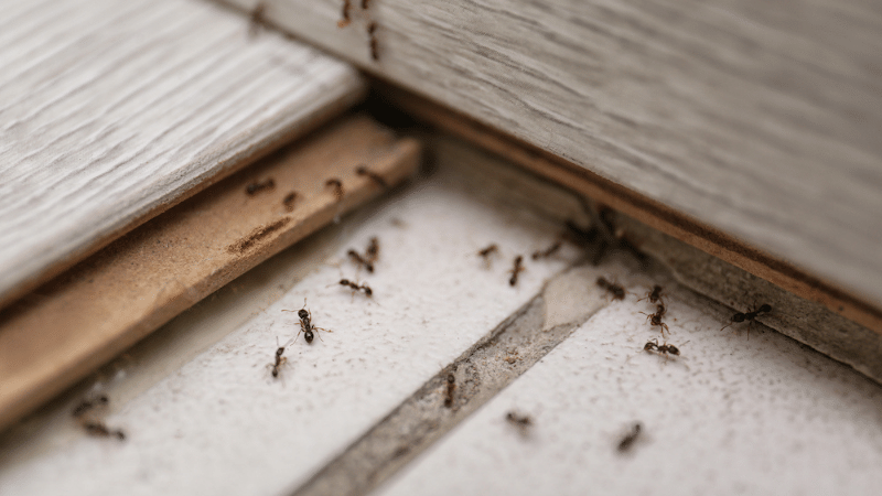 Ant Control - TSV Termite